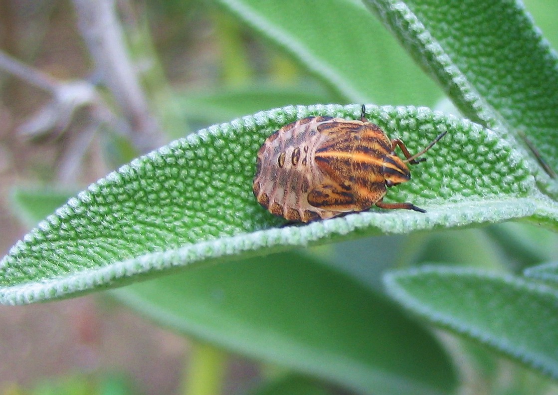 Ninfa di Graphosoma sp.